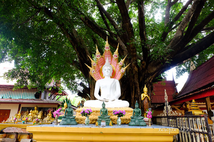 Arbre de la Bodhi et son bouddha