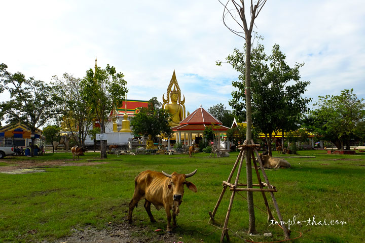 Bienvenue au Wat Khok