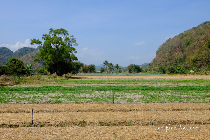 Champs le long de la route