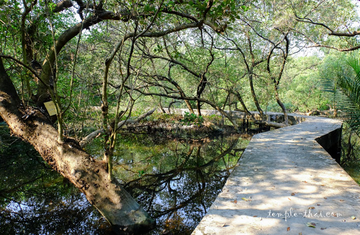 Ponton au milieu de la mangrove